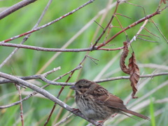 Melospiza melodia