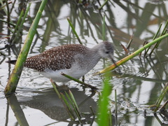 Tringa flavipes