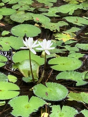 Nymphaea lotus