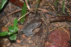 Leptobrachium hendricksoni