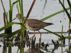 Tringa flavipes