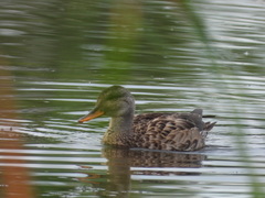 Mareca strepera