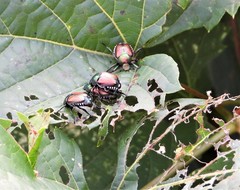 Popillia japonica
