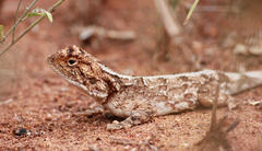 Agama armata