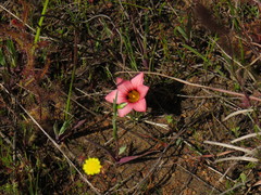 Romulea hirsuta