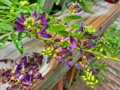 Wisteriopsis reticulata