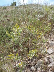 Rafnia amplexicaulis