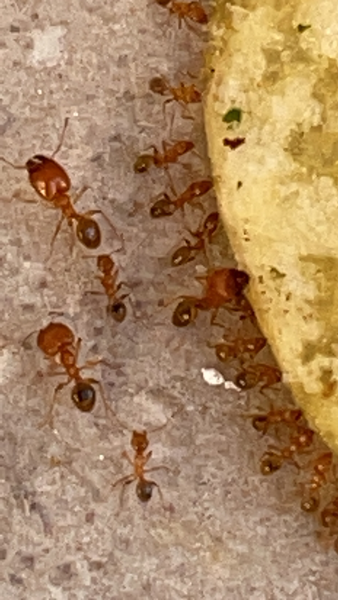 Pheidole koshewnikovi