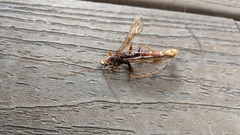 Megarhyssa macrurus icterosticta