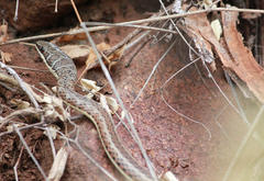 Psammophis subtaeniatus