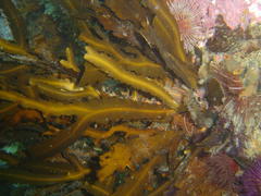 Anthophycus longifolius