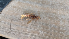 Megarhyssa macrurus icterosticta