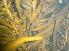 Anthophycus longifolius