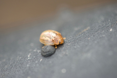 Paropsisterna debilis