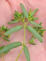 Euphorbia hyssopifolia image