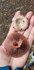 Lactarius subpurpureus