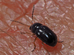 Cryptocephalus ocellatus