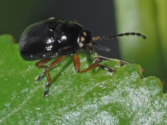 Cryptocephalus ocellatus