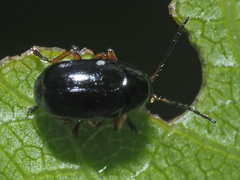Cryptocephalus ocellatus