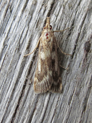 Occidentalia comptulatalis