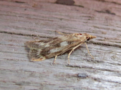 Occidentalia comptulatalis