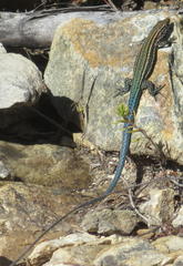 Tropidosaura gularis