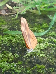 Eueides aliphera