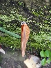 Eueides aliphera