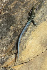 Tropidosaura gularis