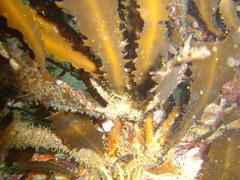 Anthophycus longifolius