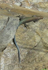 Tropidosaura gularis