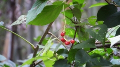 Schisandra sphenanthera