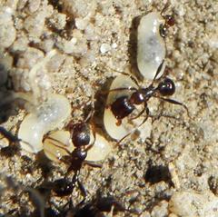 Tetramorium sericeiventre