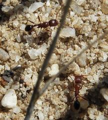 Tetramorium sericeiventre