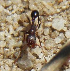Tetramorium sericeiventre
