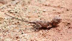 Agama armata