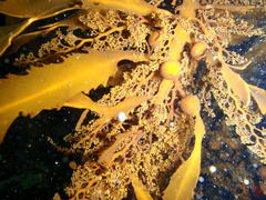 Anthophycus longifolius