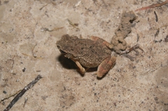 Ingerophrynus parvus