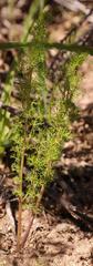 Chamarea capensis