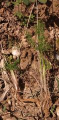 Chamarea capensis