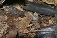 Ingerophrynus parvus