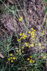 Bupleurum bicaule