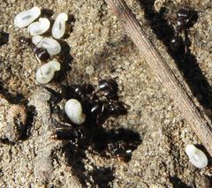 Tetramorium signatum