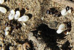 Tetramorium signatum