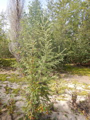 Larix gmelinii