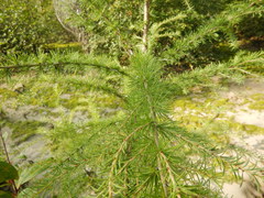 Larix gmelinii