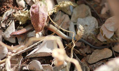 Panaspis maculicollis