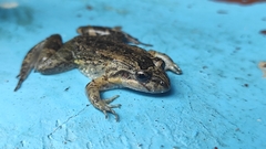Leptodactylus melanonotus