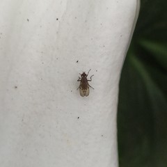 Anthomyia punctipennis