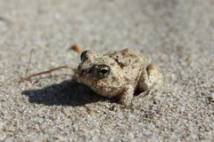 Tomopterna delalandii